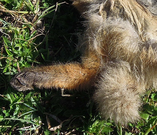 Cucciolo di canis lupus italicus?